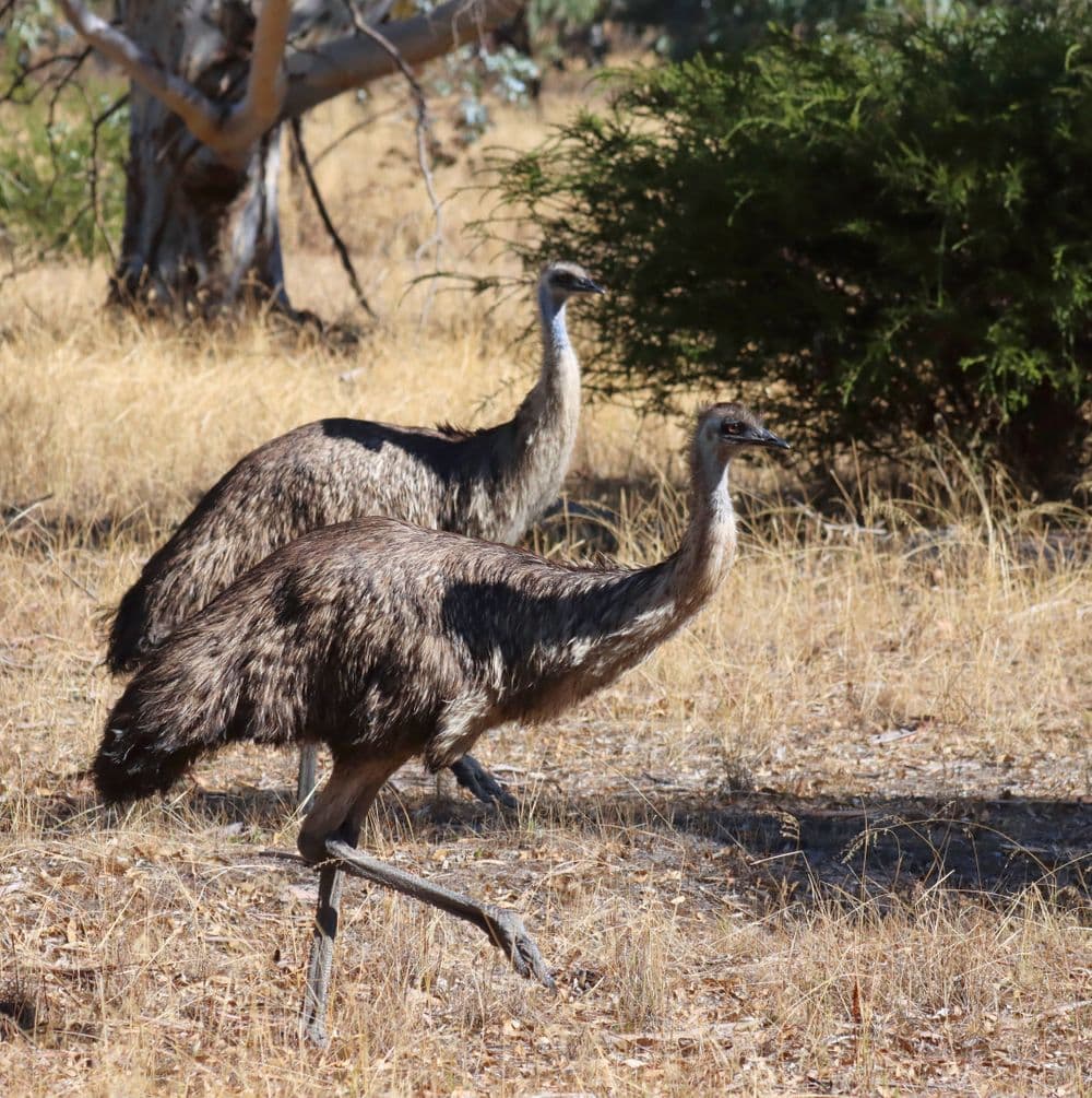 lot 2 Mitre Road, NURCOUNG, VIC 3401, Nurcoung - Thumbnail 6