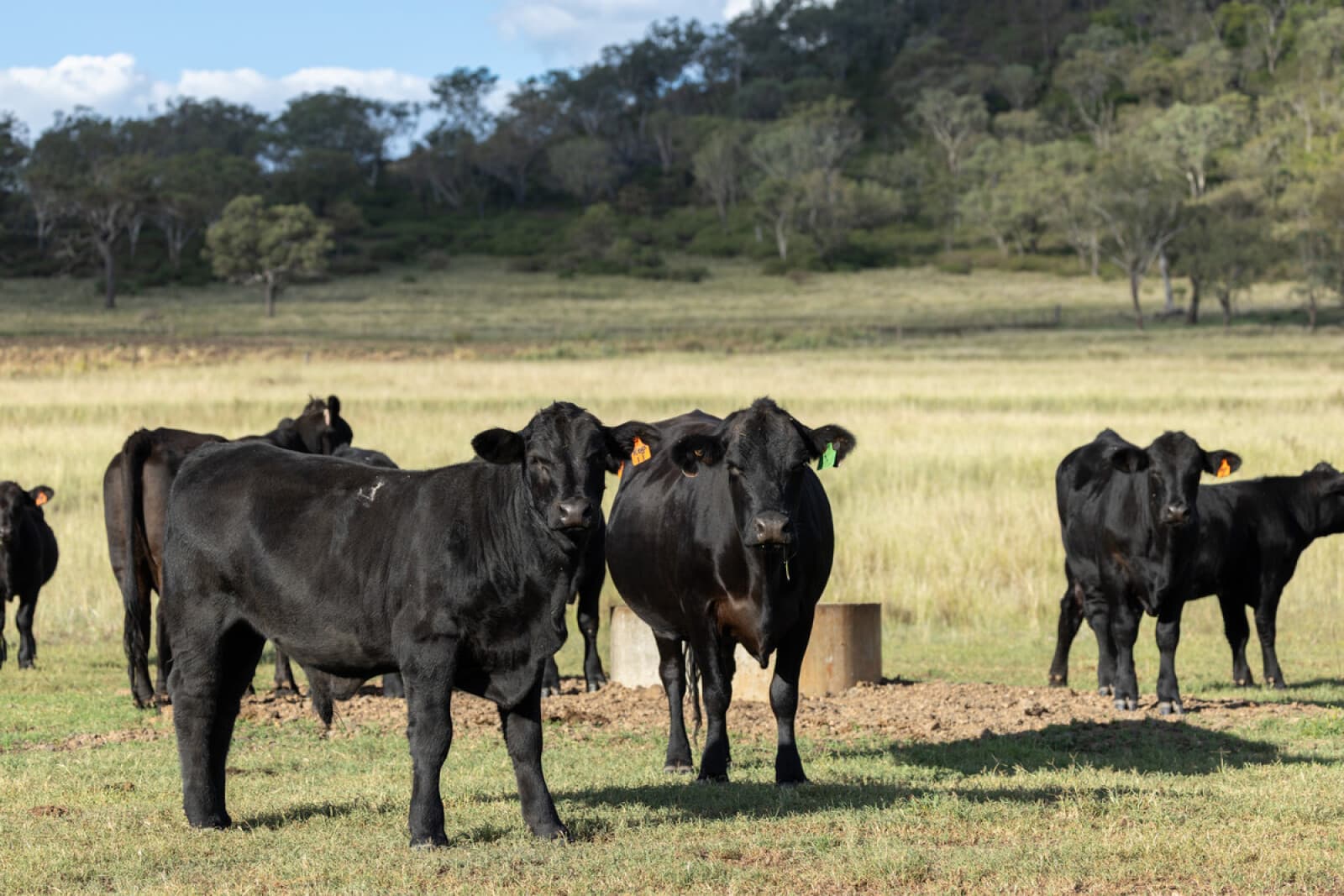 473 Greenmount-Etonvale Road Greenmount QLD 4359, Greenmount - Thumbnail 2