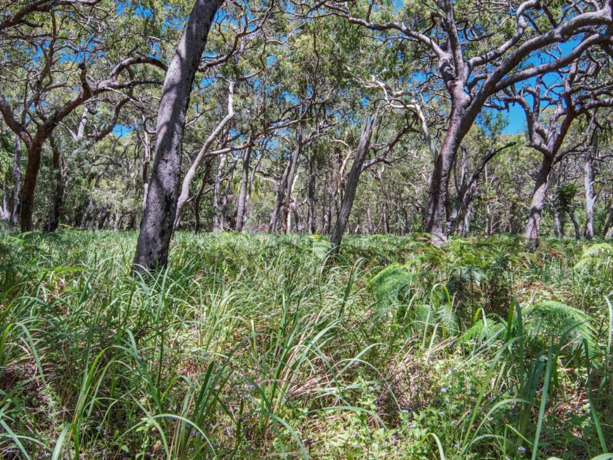 75 Bloodwood Avenue, AGNES WATER, Agnes Water - Thumbnail 6