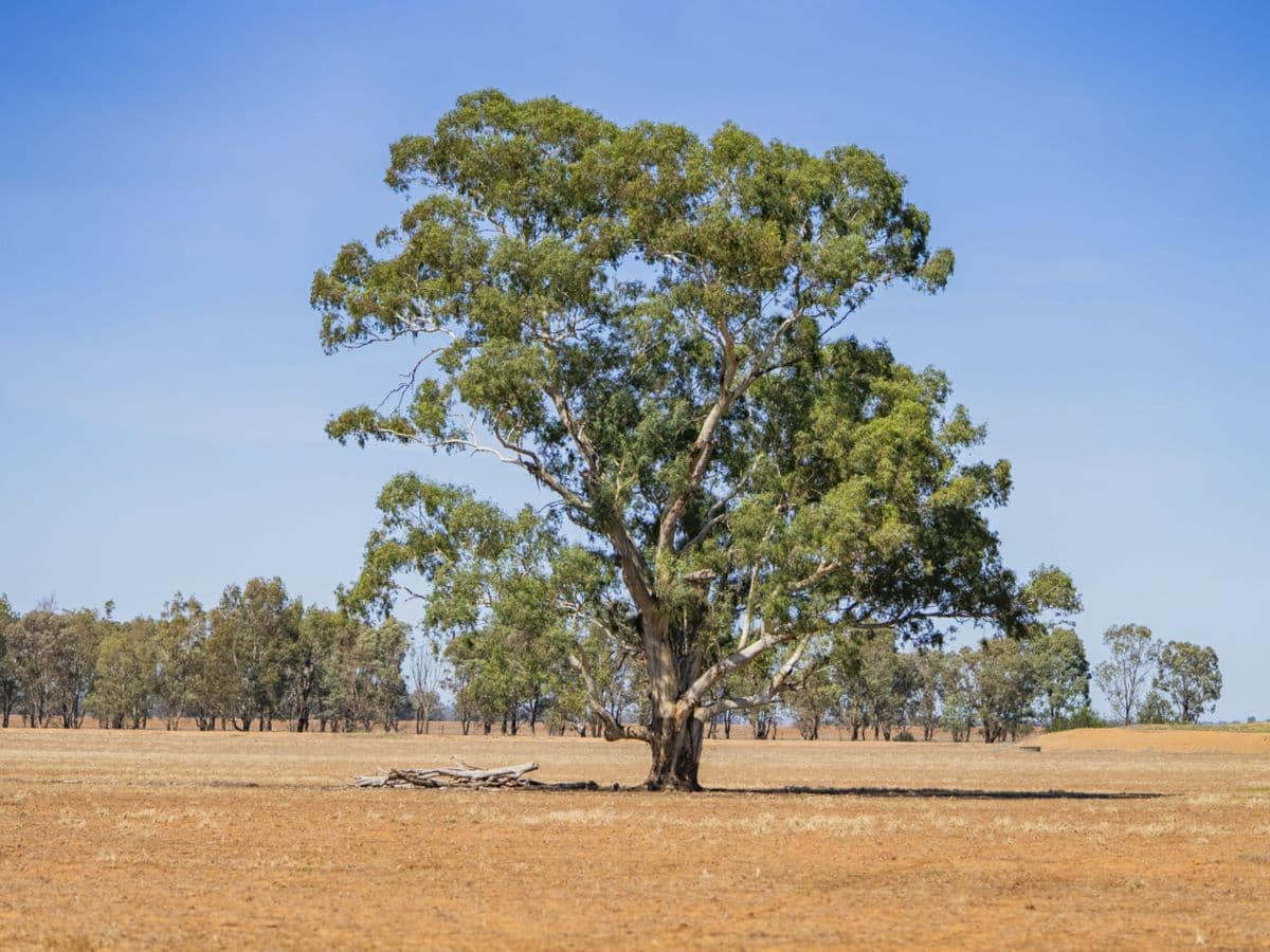 Combaning Road, TEMORA, Temora - Thumbnail 2