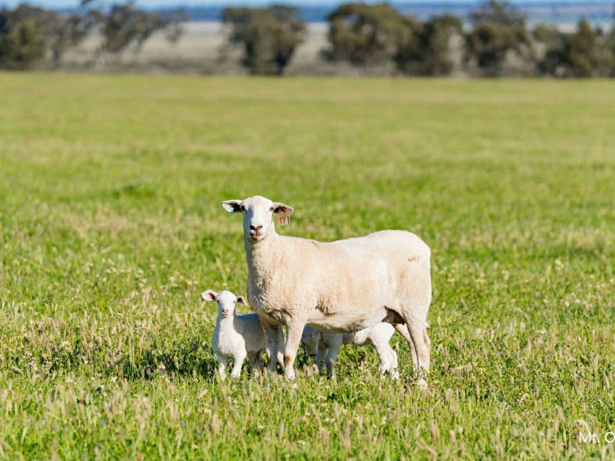 Kamarah Road, NARRANDERA, Narrandera - Image 1