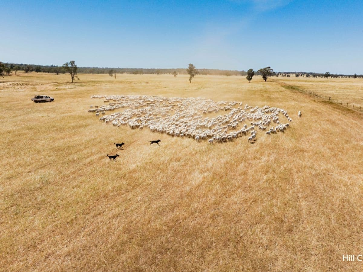 Kamarah Road, NARRANDERA, Narrandera - Thumbnail 3
