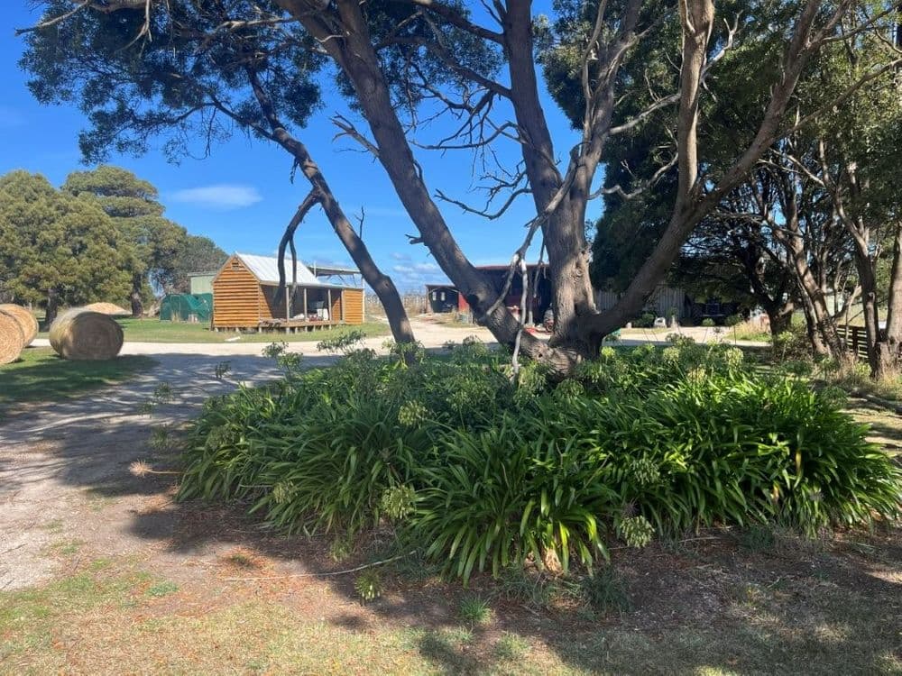 559 North Ansons Road, GLADSTONE, TAS 7264, Gladstone - Thumbnail 6