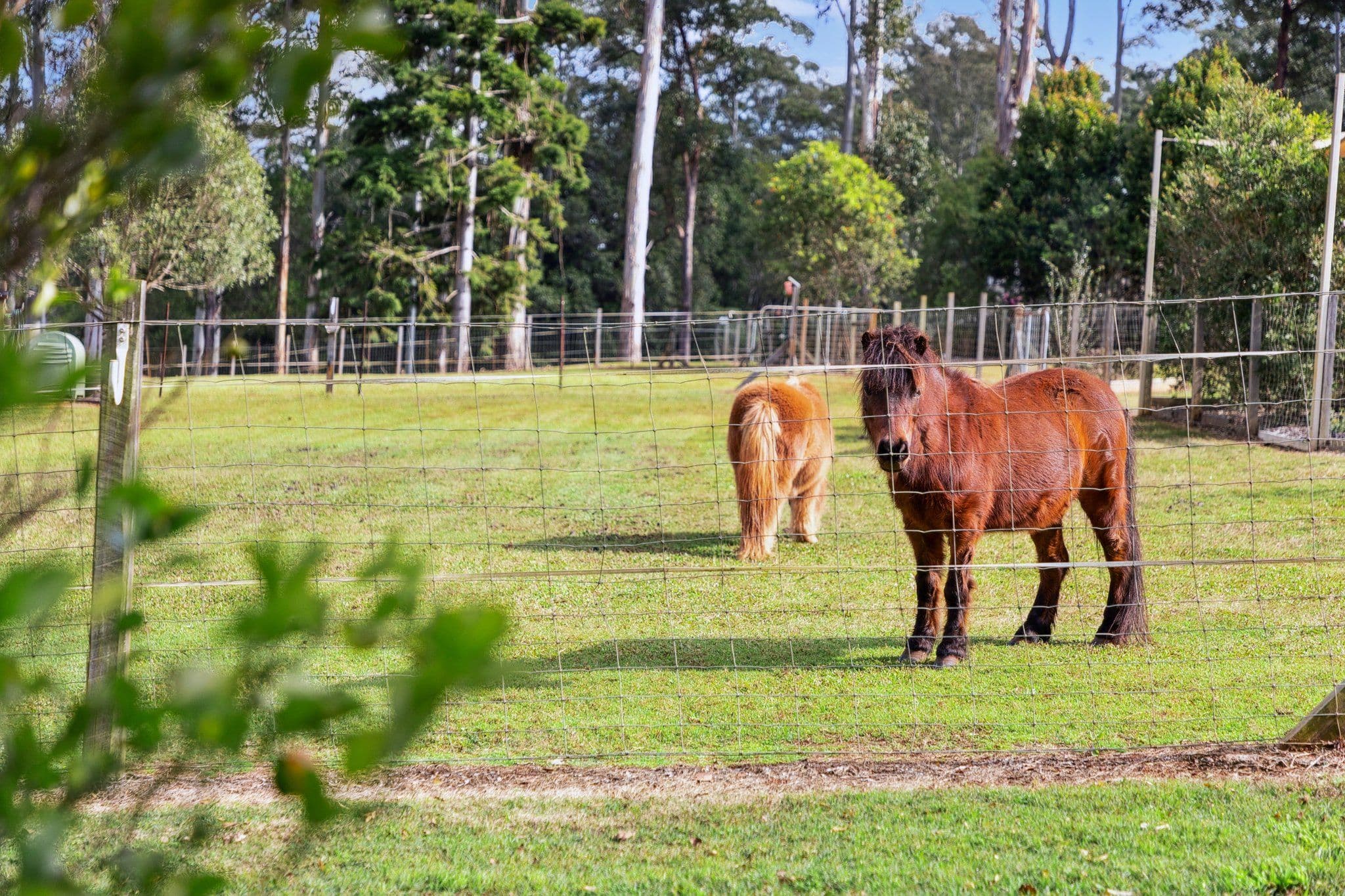 199 Commissioners Flat Road, Peachester QLD 4519, Peachester - Image 1