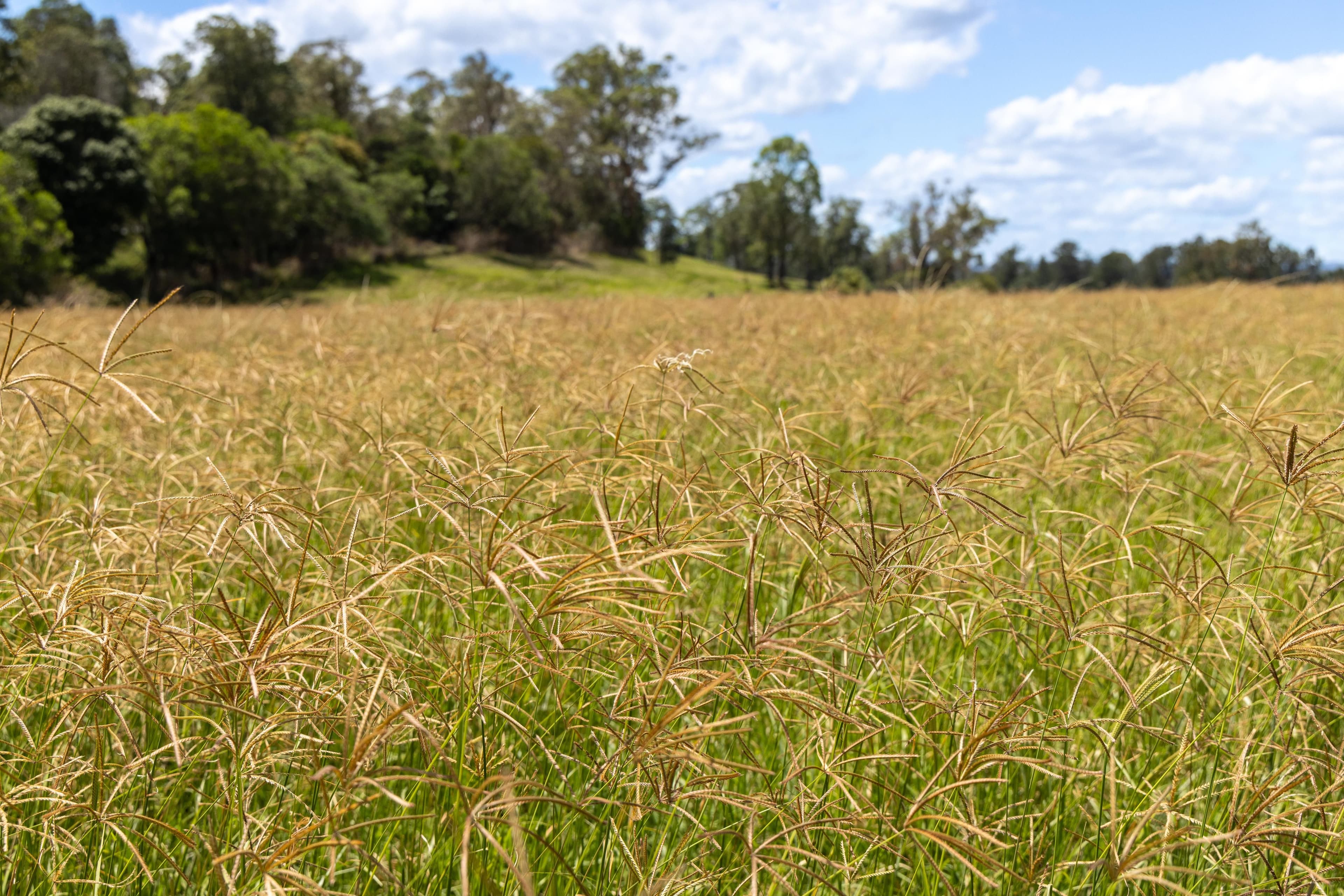 1197 Kenilworth - Skyring Creek Road, Tuchekoi QLD 4570, Tuchekoi - Thumbnail 5