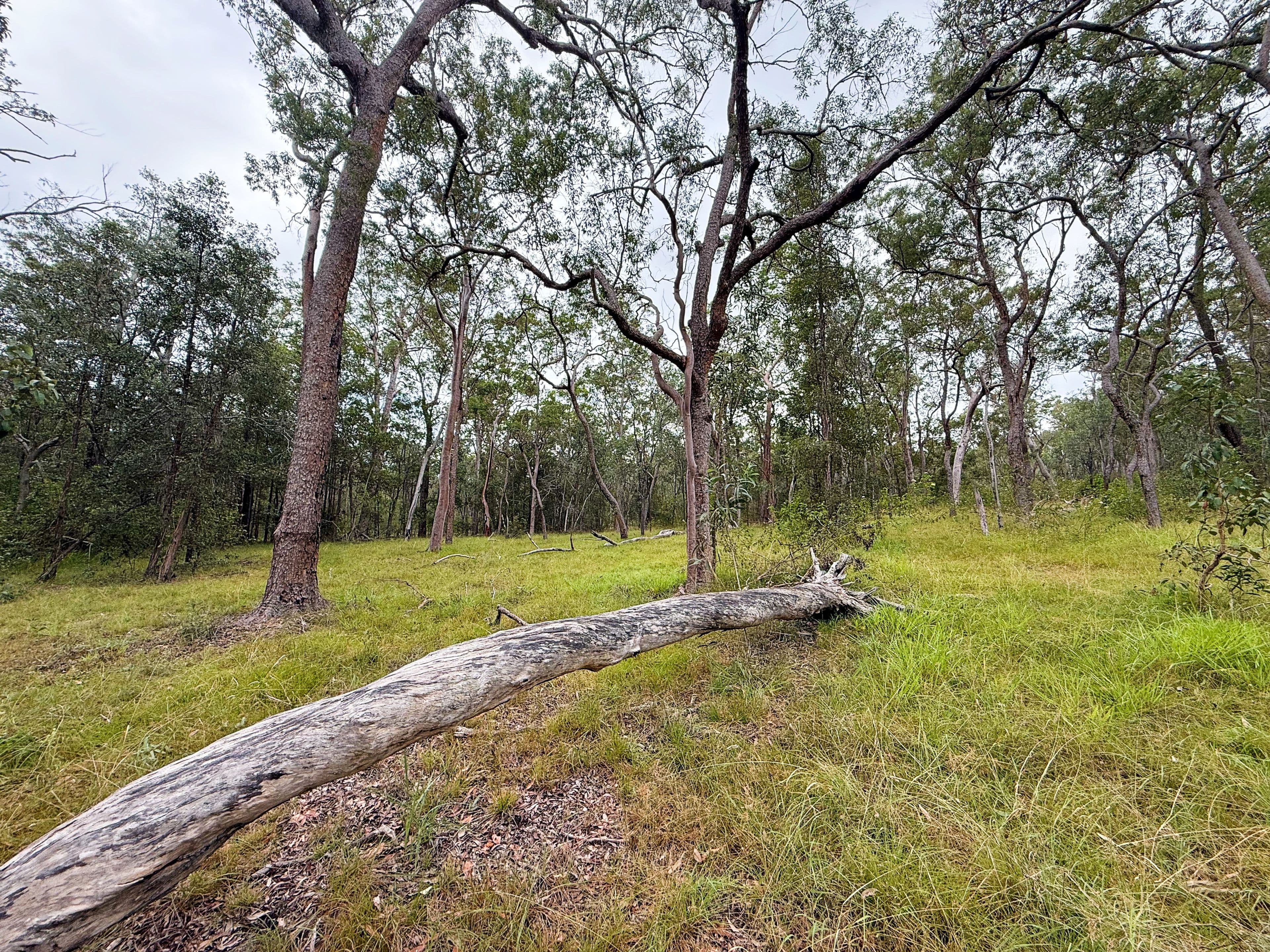 931 Nearum Road, Nearum QLD 4671, Nearum - Thumbnail 2