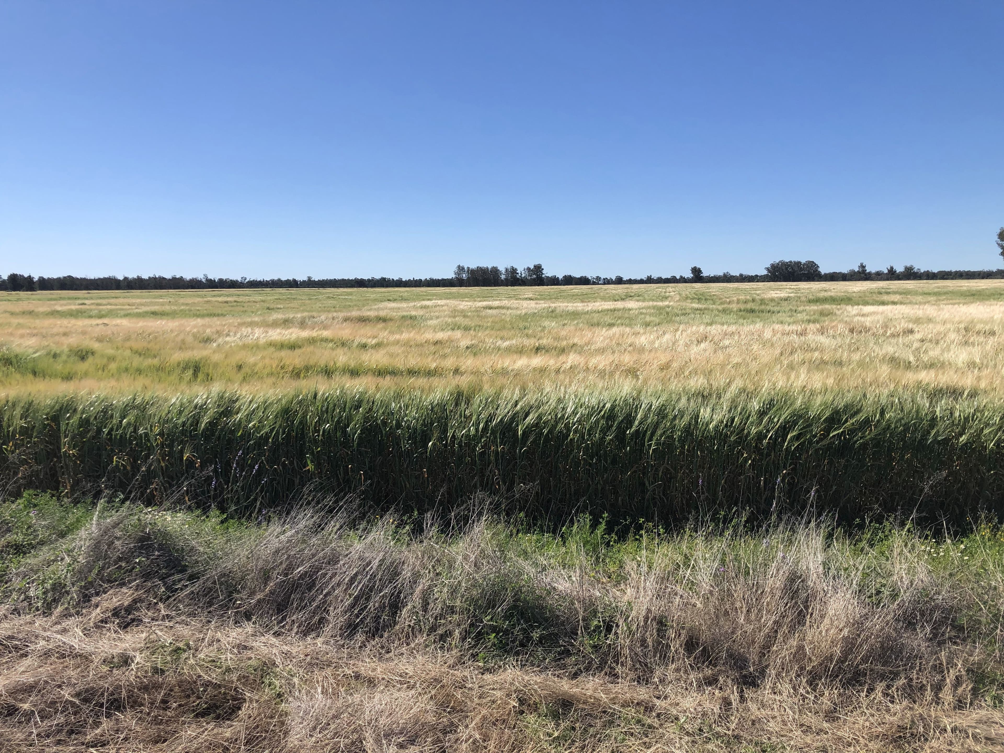 31850 Cunningham Highway, Goondiwindi QLD 4390, Goondiwindi - Thumbnail 2