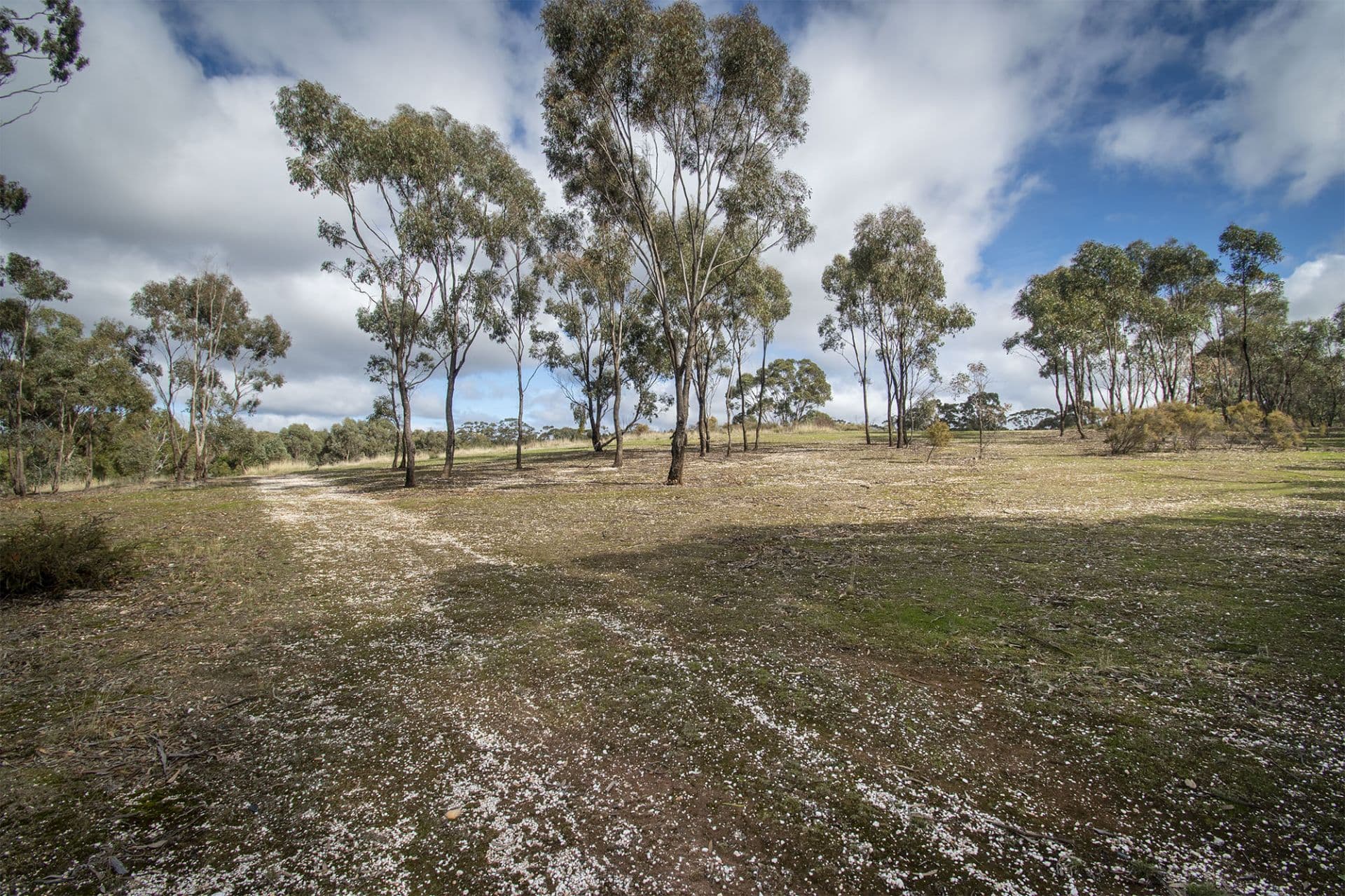 48 Griffiths Street, Maryborough, Maryborough - Thumbnail 5