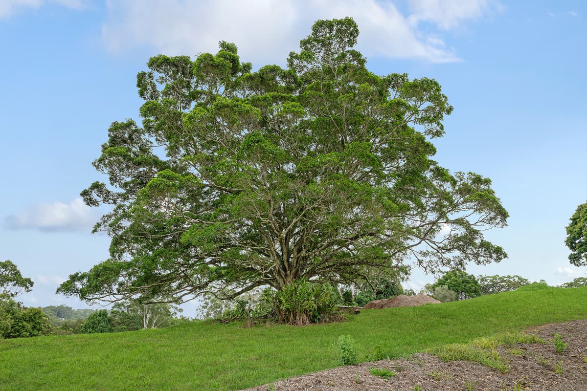 Dimity Lane, Mooloolah Valley - Thumbnail 7