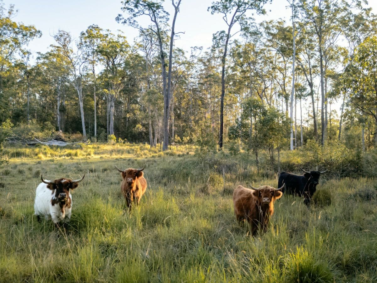 373 Upper Lansdowne Road, MELINGA, Melinga - Thumbnail 5