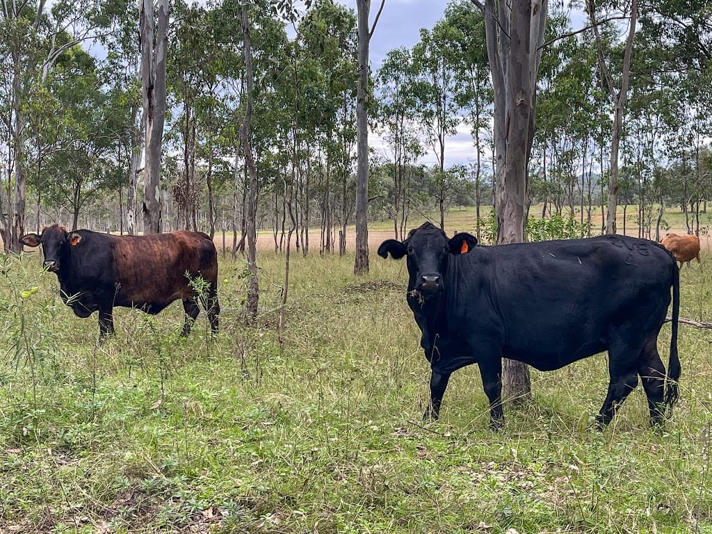 37 Pine Mountain Creek Road, Monto, QLD, 4630, Monto - Thumbnail 7