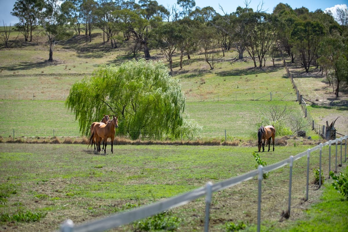 1878 Trunkey Road,Georges Plains For Sale, Georges Plains - Thumbnail 2