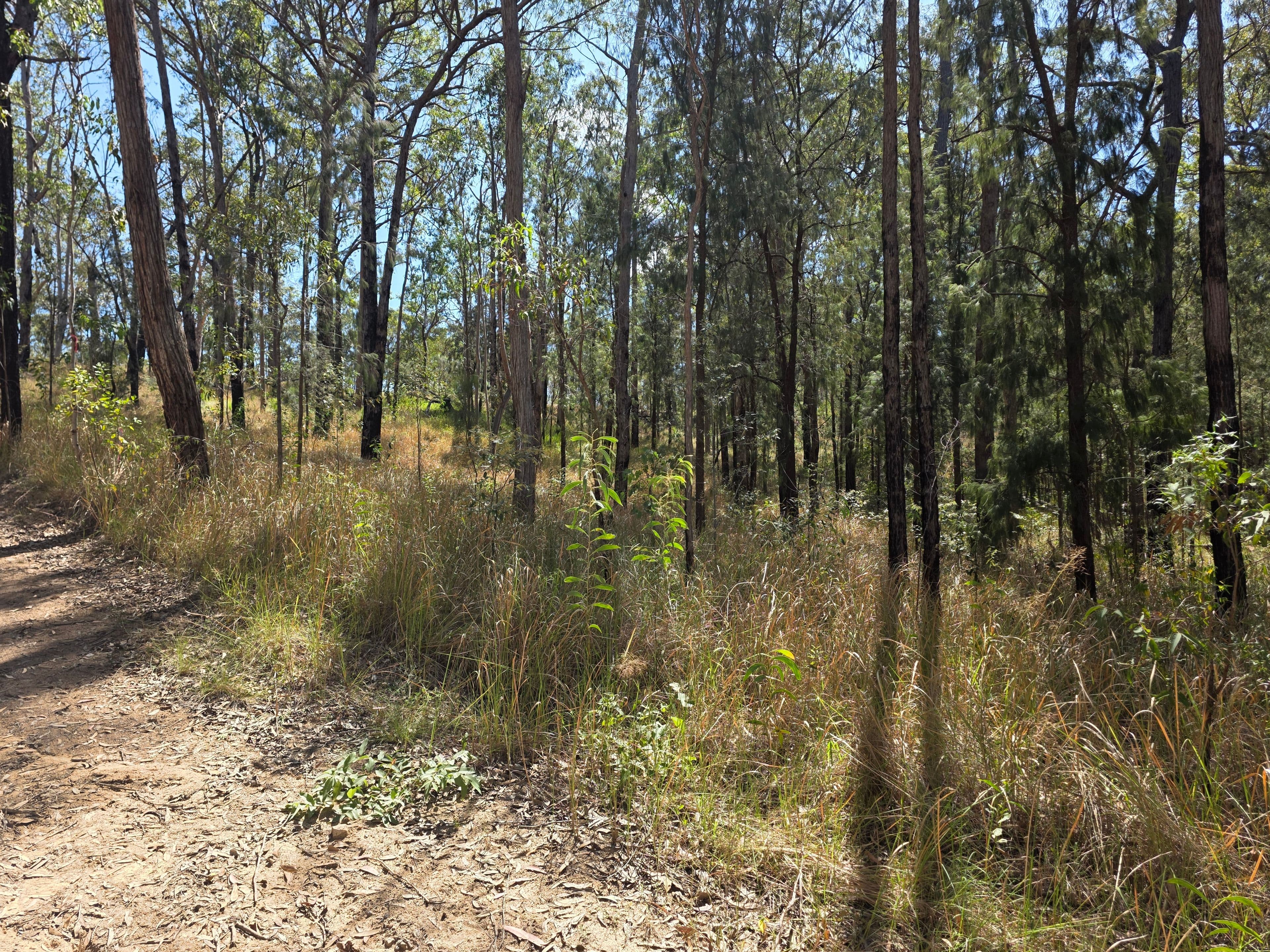 452 Bruxner Road, Drake NSW 2469, Drake Village - Thumbnail 8