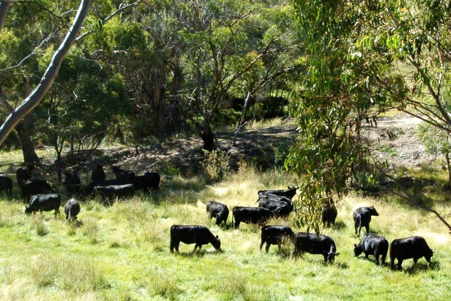 507 Harolds Cross Road, Braidwood, NSW, Braidwood - Thumbnail 2