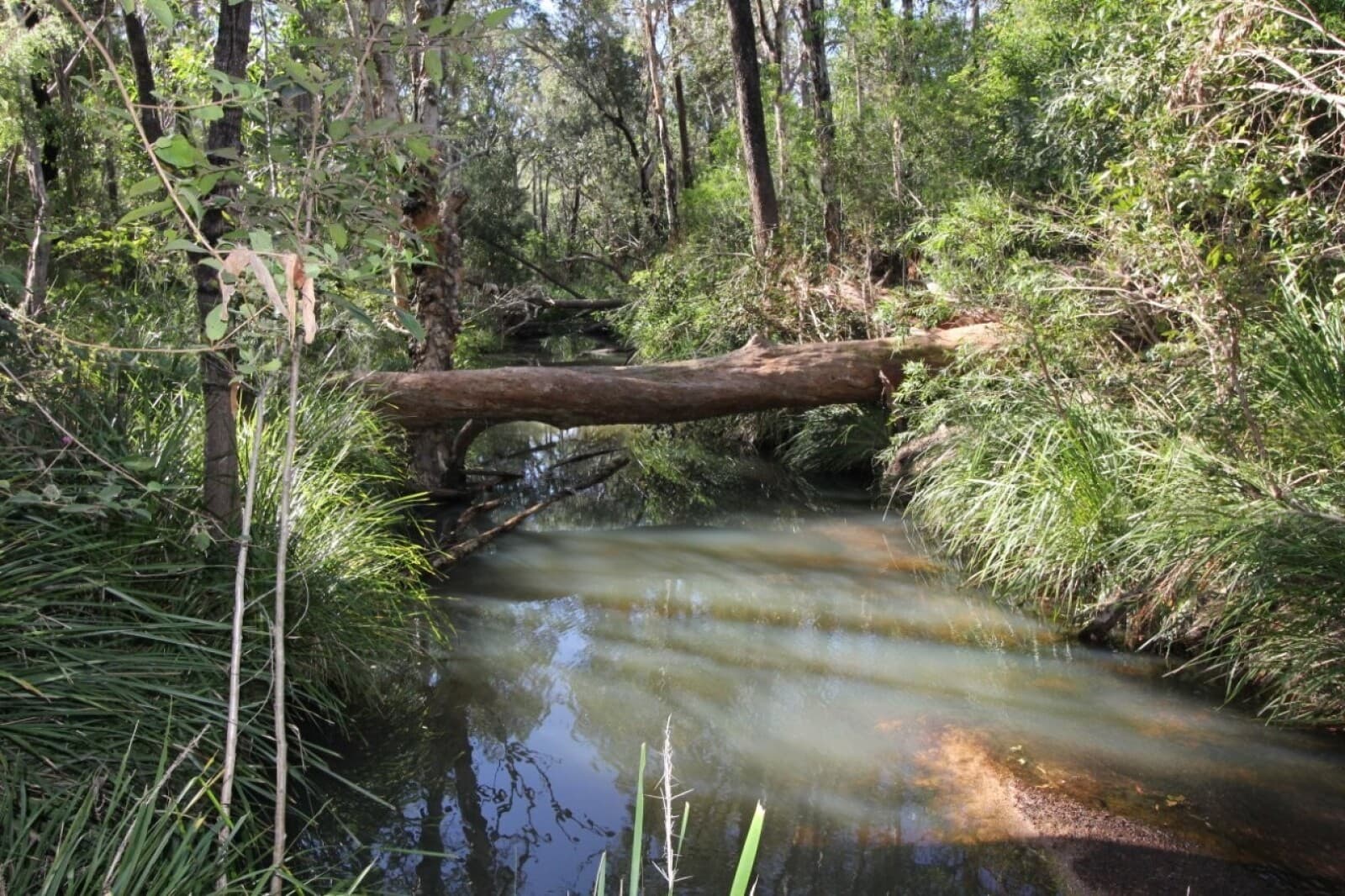 491 Hills Road Berajondo QLD 4674, Berajondo - Thumbnail 5