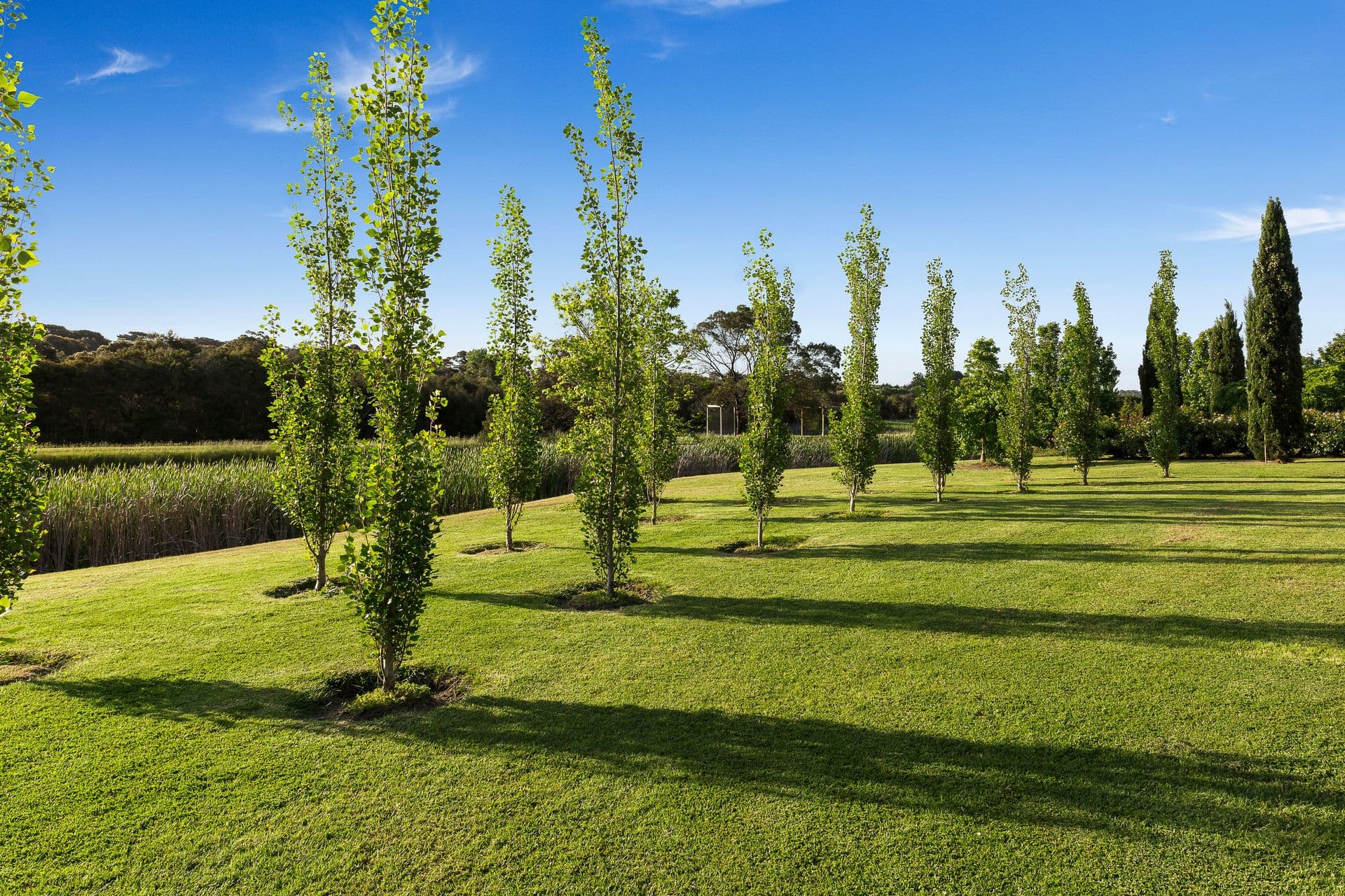 240 Bungower Road, Mornington, VIC 3931, Mornington - Thumbnail 2