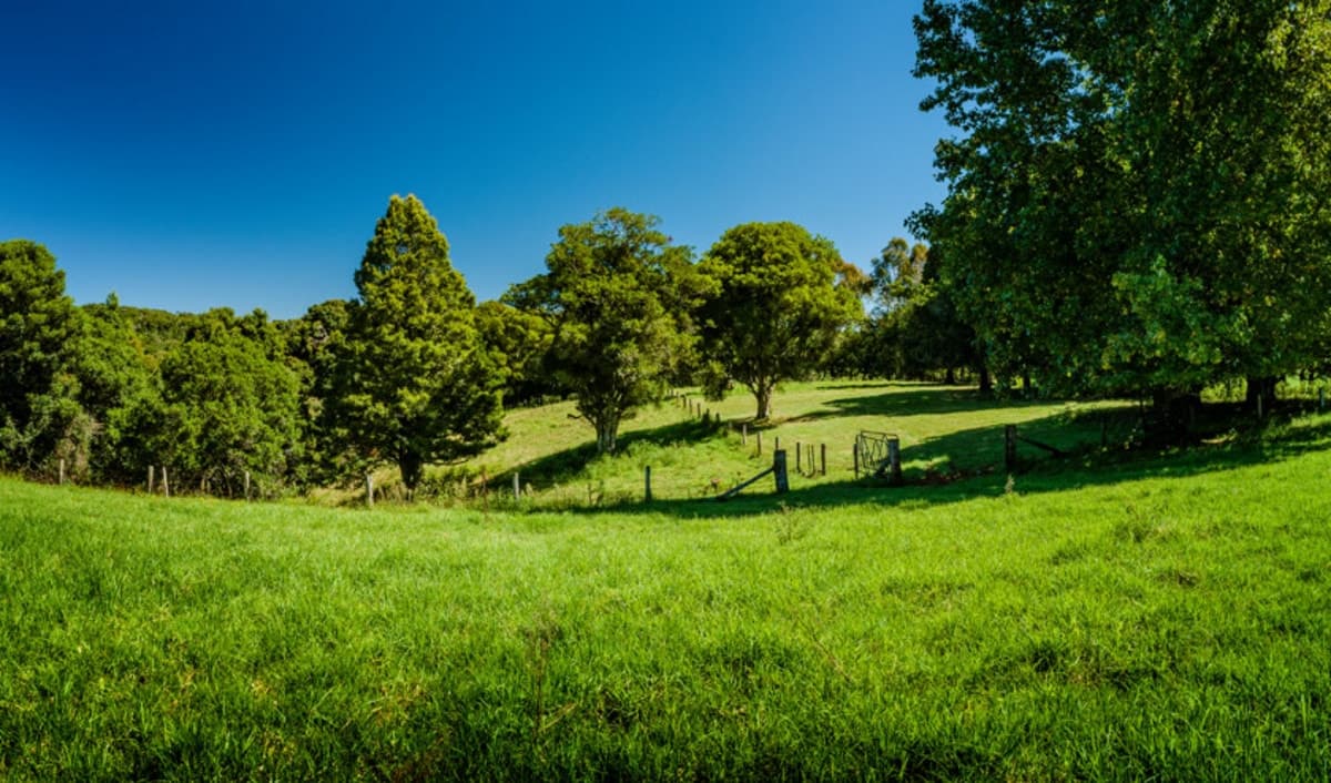 194 Mountain Top Road, Dorrigo - Thumbnail 7