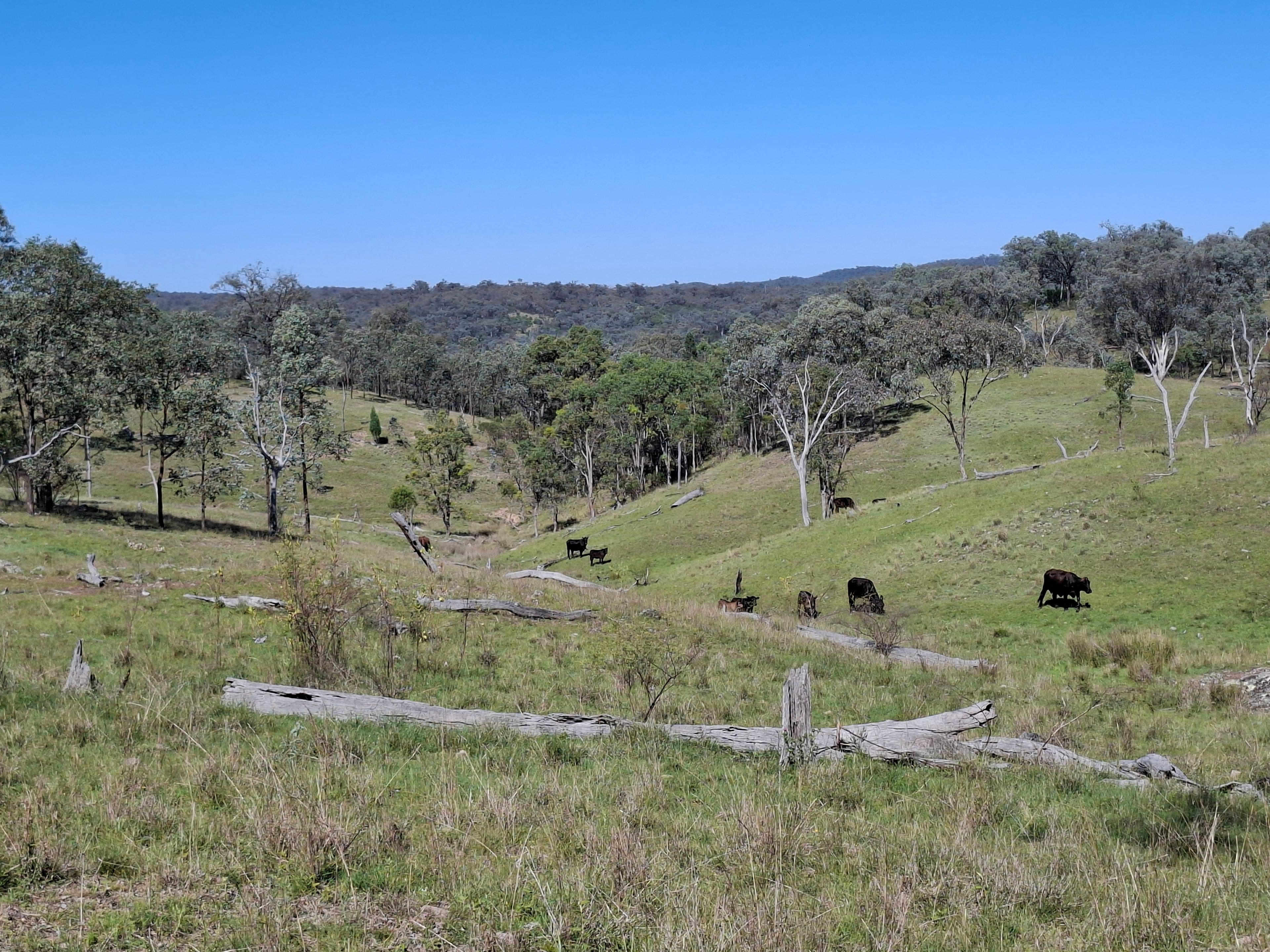 Lot 14 Silver Spur Redgate Road, TEXAS NSW 4385, Texas - Image 1