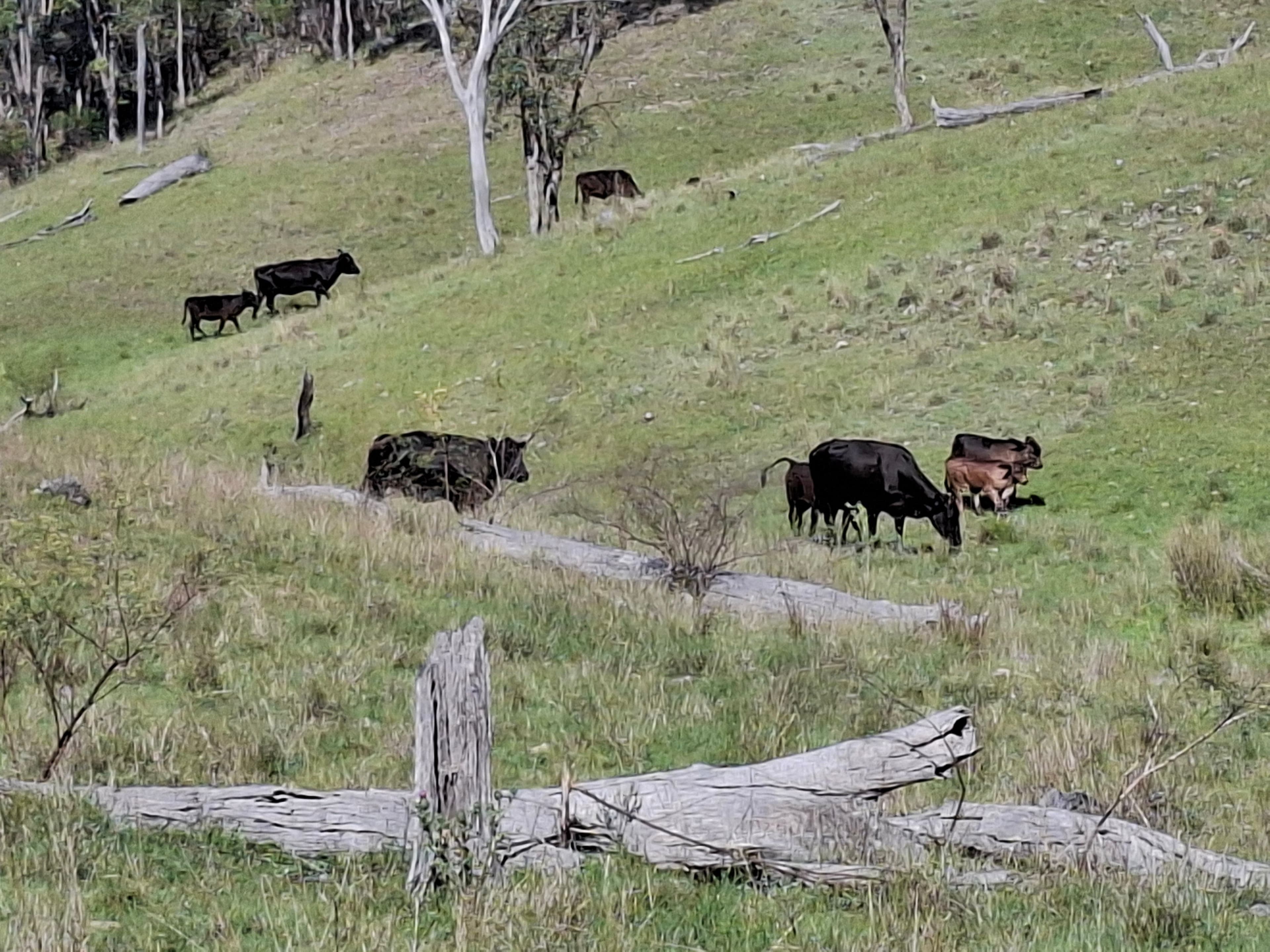Lot 14 Silver Spur Redgate Road, TEXAS NSW 4385, Texas - Thumbnail 2