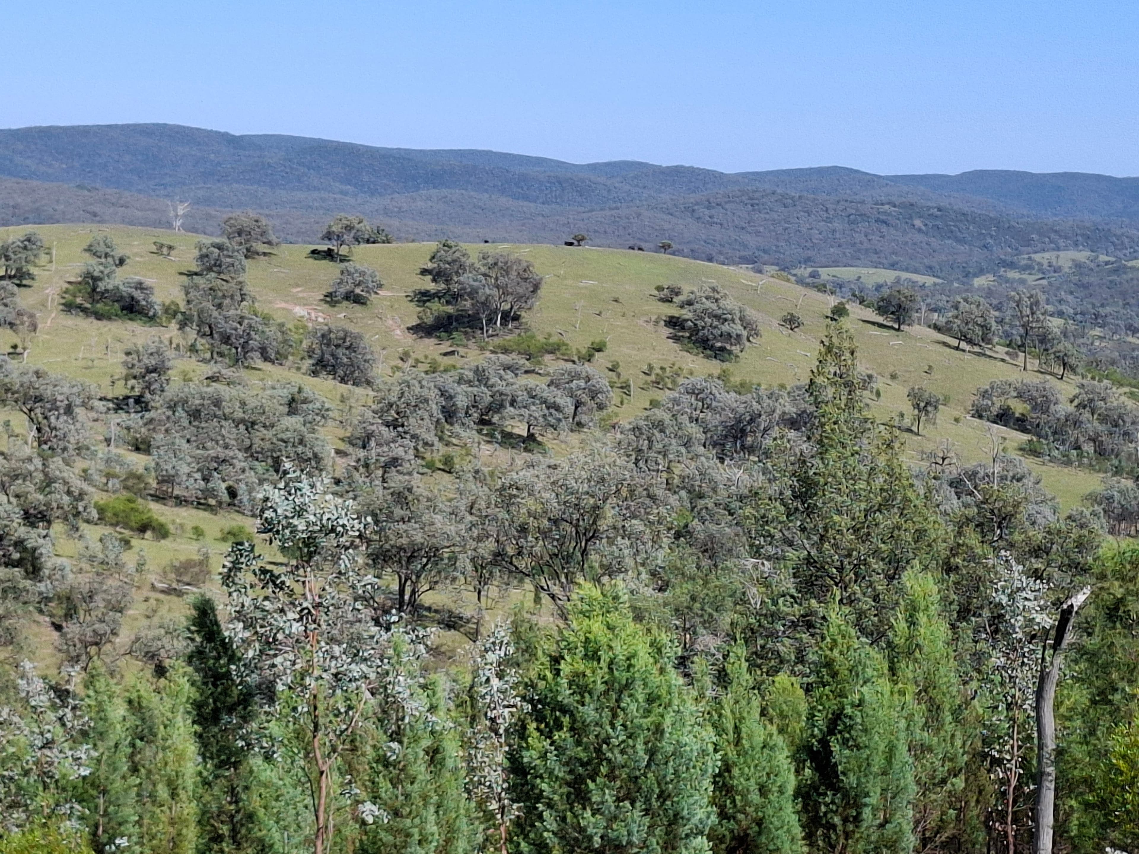 Lot 14 Silver Spur Redgate Road, TEXAS NSW 4385, Texas - Thumbnail 6