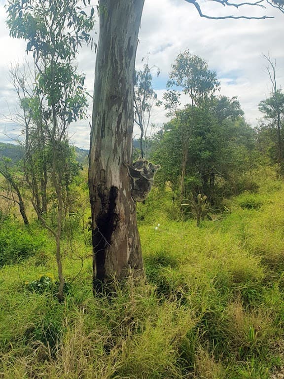 Lot 2 Marshall Rd, Anduramba, QLD, 4355, Anduramba - Thumbnail 5