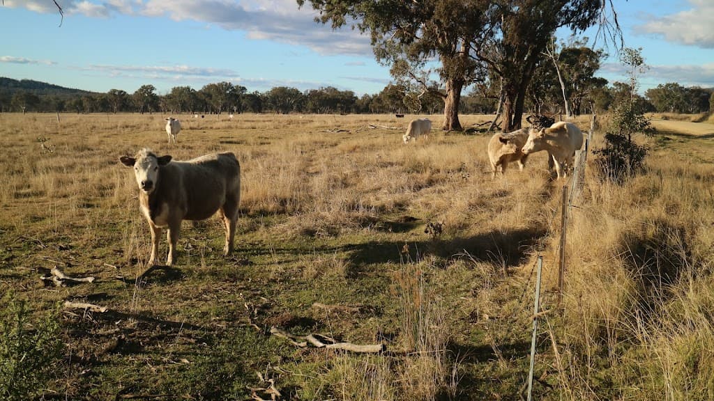 1339 Grove Road, Bassendean, NSW, 2365, Bassendean - Thumbnail 3