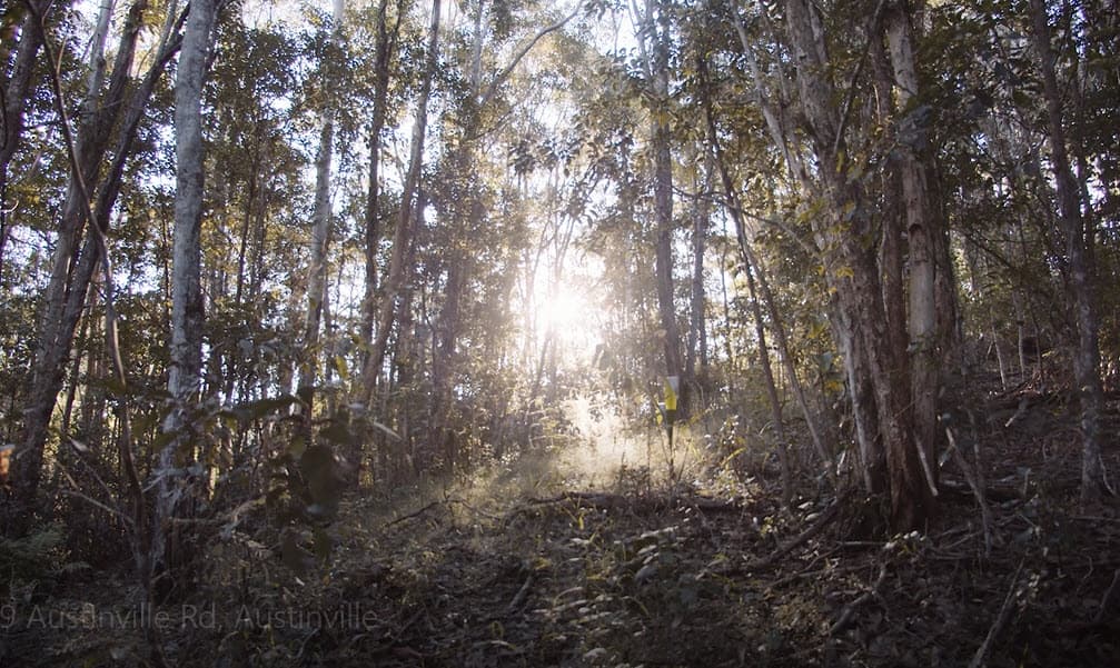 79 Austinville Road, Austinville, QLD, 4213, Austinville - Thumbnail 3