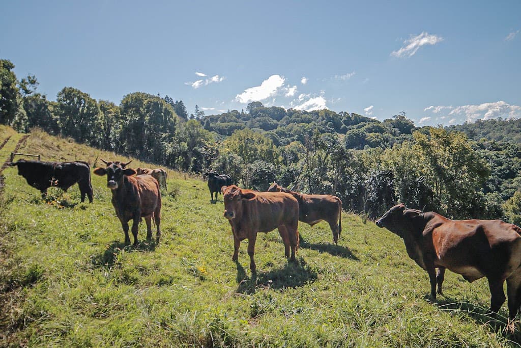 130 Mani Ridge, Koonorigan, NSW, 2480, Koonorigan - Thumbnail 4