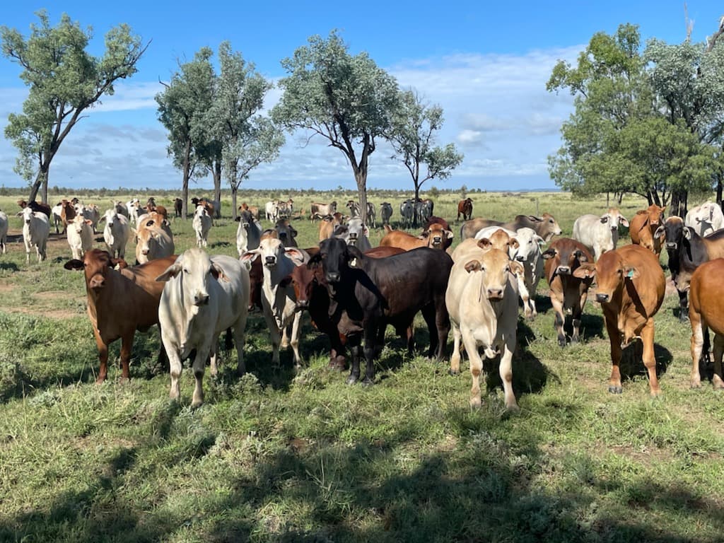 Nine Mile Alpha Tambo Road, Alpha, QLD, 4724, Alpha - Thumbnail 3