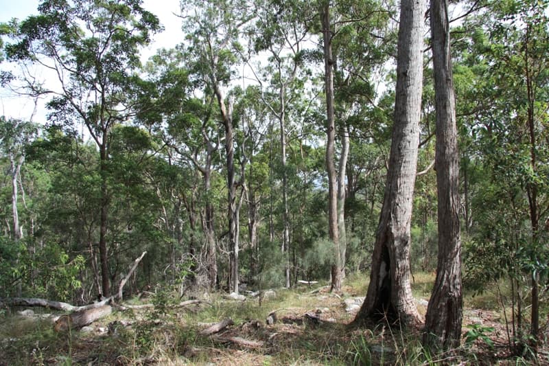 350 Hoopers Road, Curra - Thumbnail 2