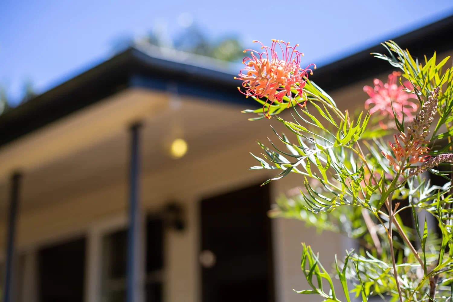 4 Hill Street, Palmwoods, QLD, 4555, Palmwoods - Thumbnail 5