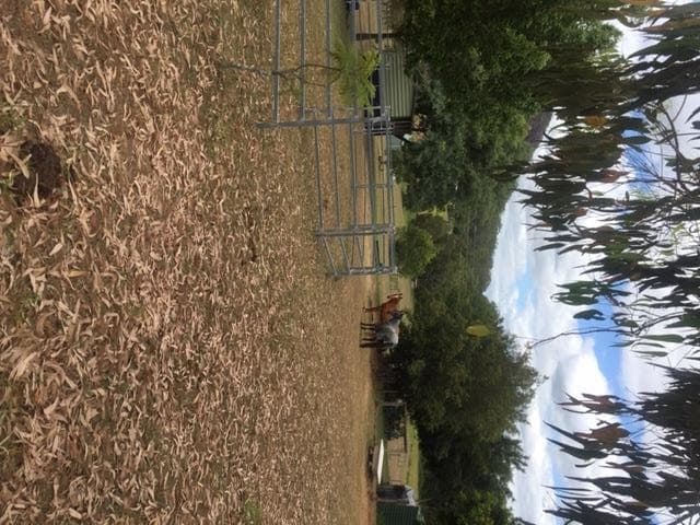 37 Buzaki Road, Glass House Mountains, QLD, 4518, Glass House Mountains - Thumbnail 8