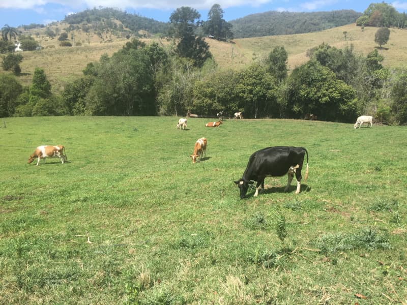 903 Mooloo Road, Mooloo, QLD, 4570, Mooloo - Thumbnail 4