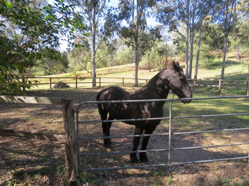 1-23 Simmental Court, Tamborine, QLD, 4270, Tamborine - Thumbnail 5