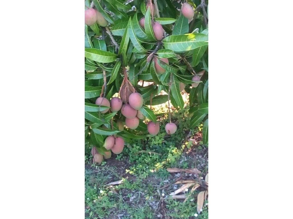 2461 Gatton Esk Road, BUARABA, QLD, 4311, Buaraba - Thumbnail 3