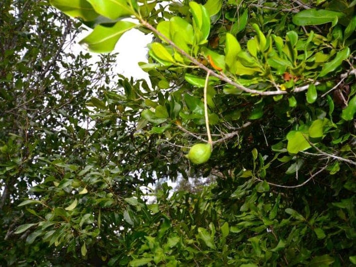 2461 Gatton Esk Road, BUARABA, QLD, 4311, Buaraba - Thumbnail 4