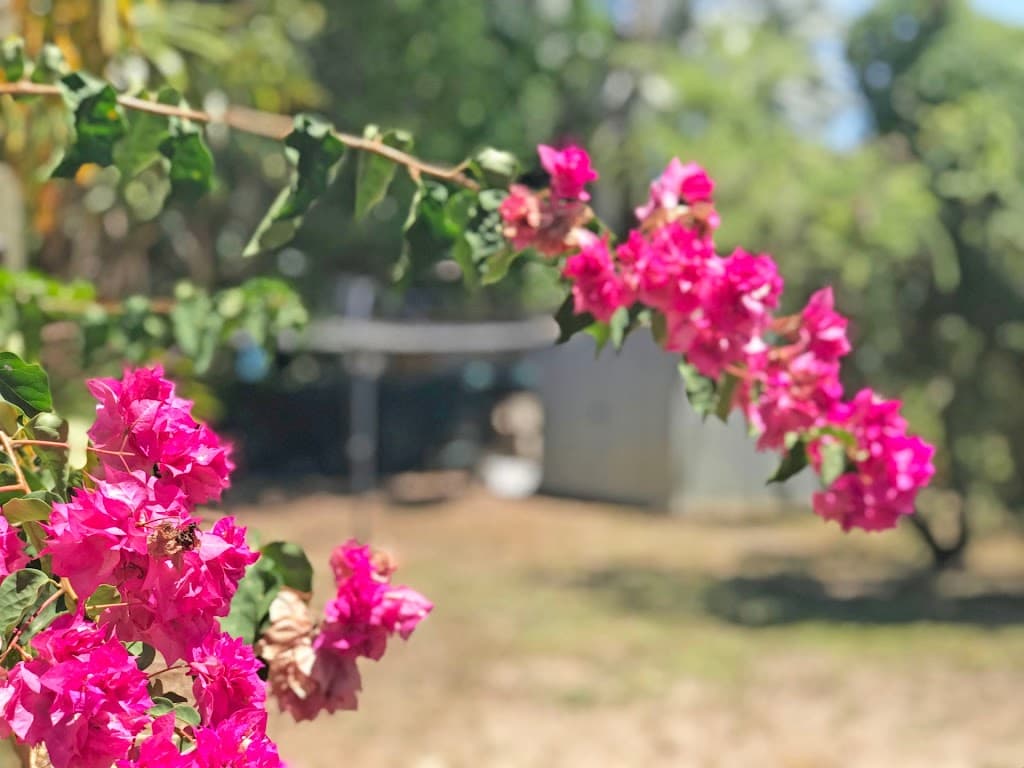 31 Oleander Street, Holloways Beach, QLD, 4878, Holloways Beach - Thumbnail 3