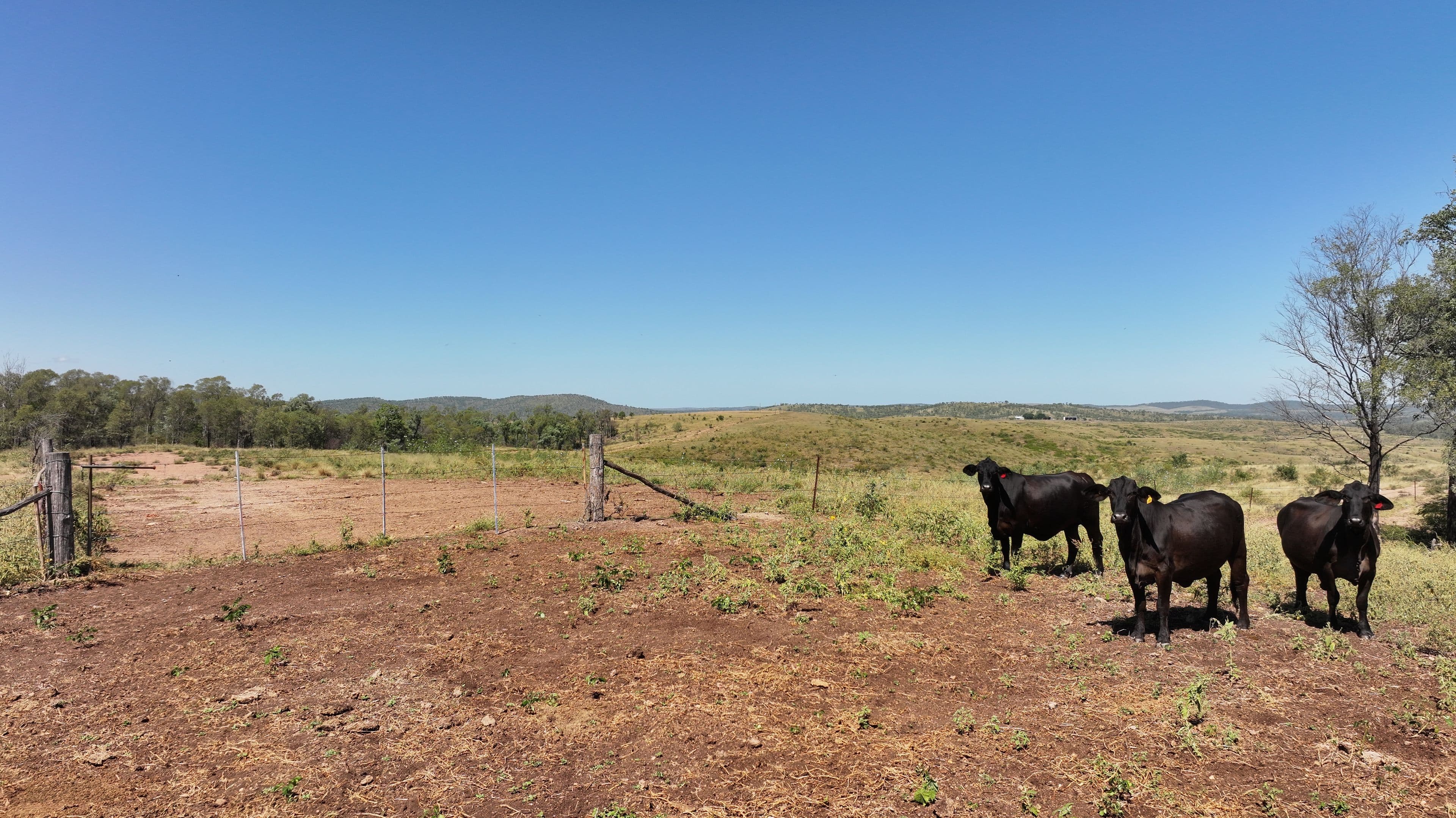 'Boomer' Rookwood Road, Gogango QLD 4702, Gogango - Thumbnail 4