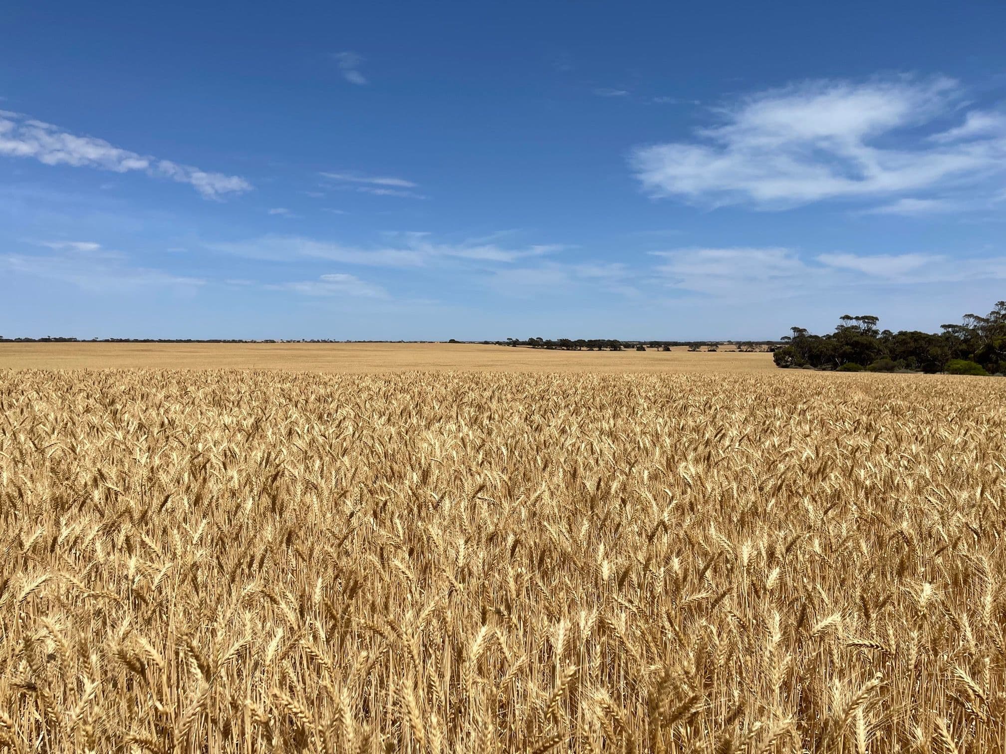 181,182,183 & 235 Rodda Road, Boors Plain SA 5554, Boors Plain - Image 1