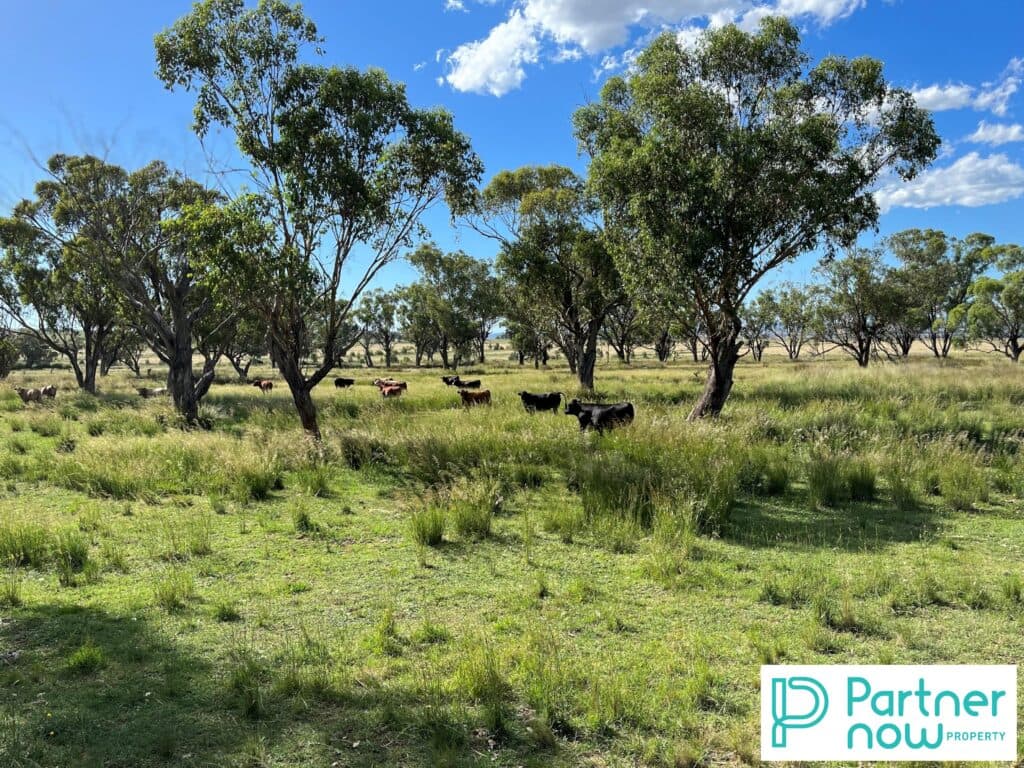 205 Gidley-Appleby Road, Tamworth - Thumbnail 5