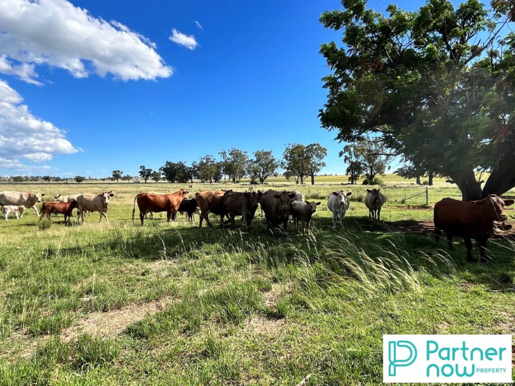 205 Gidley-Appleby Road, Tamworth - Thumbnail 7