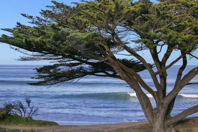 273A Great Ocean Road, Apollo Bay, VIC, Apollo Bay - Thumbnail 4