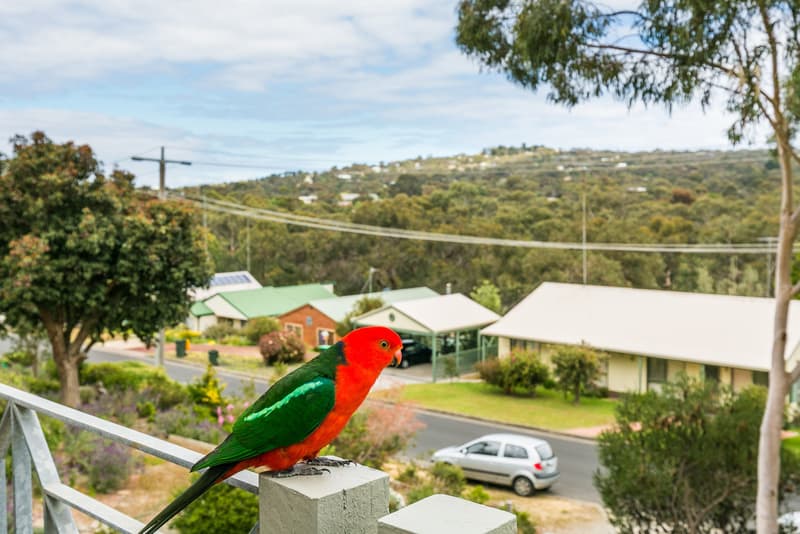 23 Chatswood  Drive, Anglesea, VIC, Anglesea - Thumbnail 8