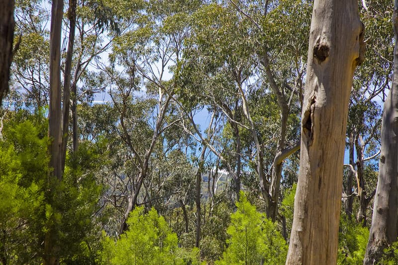 100 Grove Road (Heath Street), Lorne, VIC, Lorne - Thumbnail 2