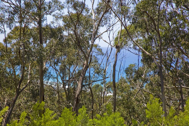 100 Grove Road (Heath Street), Lorne, VIC, Lorne - Thumbnail 3