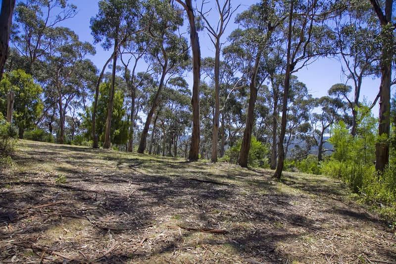 100 Grove Road (Heath Street), Lorne, VIC, Lorne - Thumbnail 7