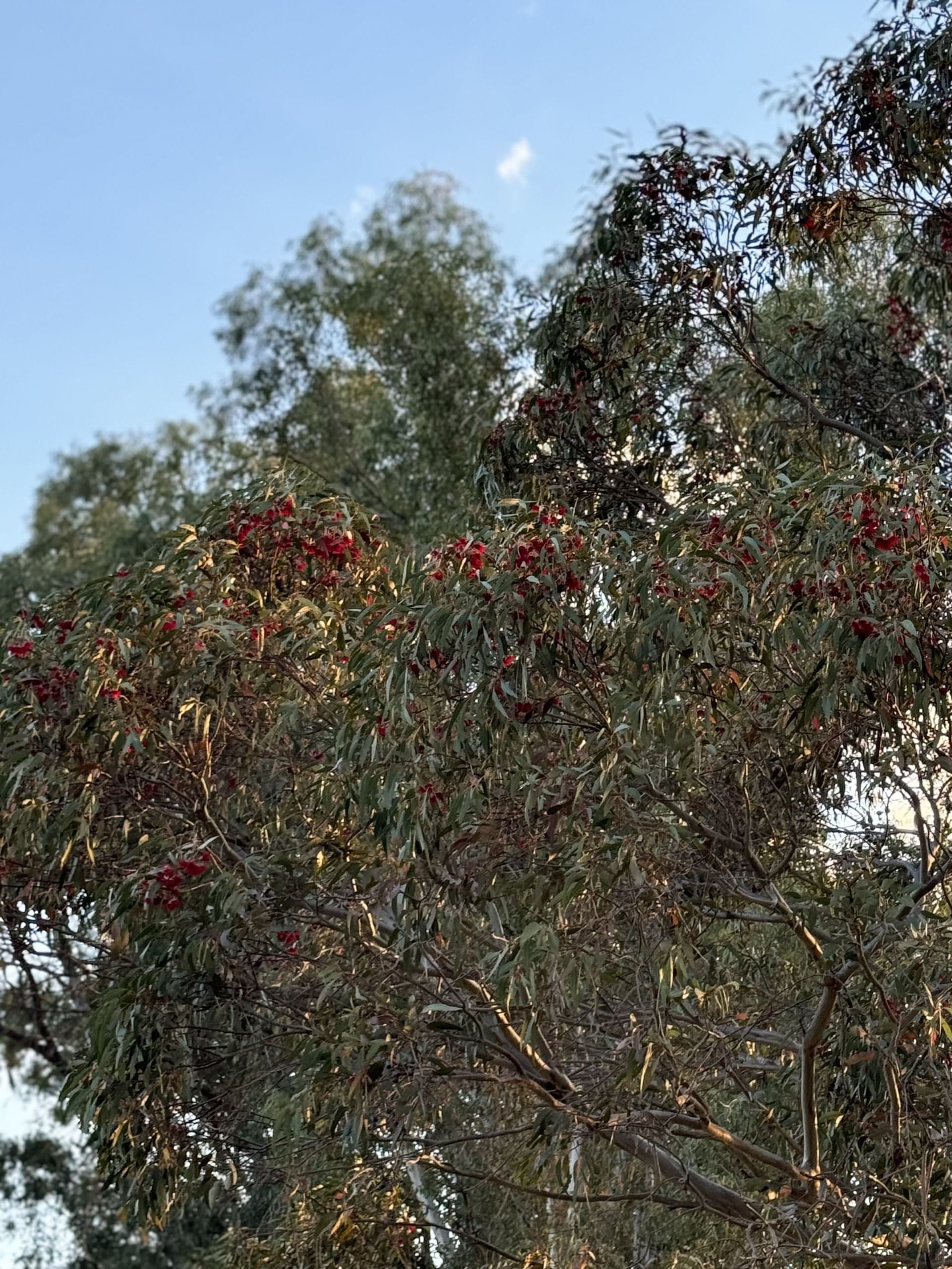 20 Cable Street, CANOWINDRA, Canowindra - Thumbnail 8