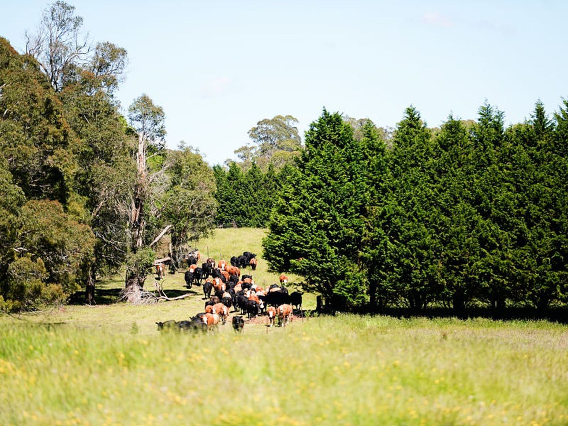424 Sheepwash Road, Glenquarry, Glenquarry - Thumbnail 5