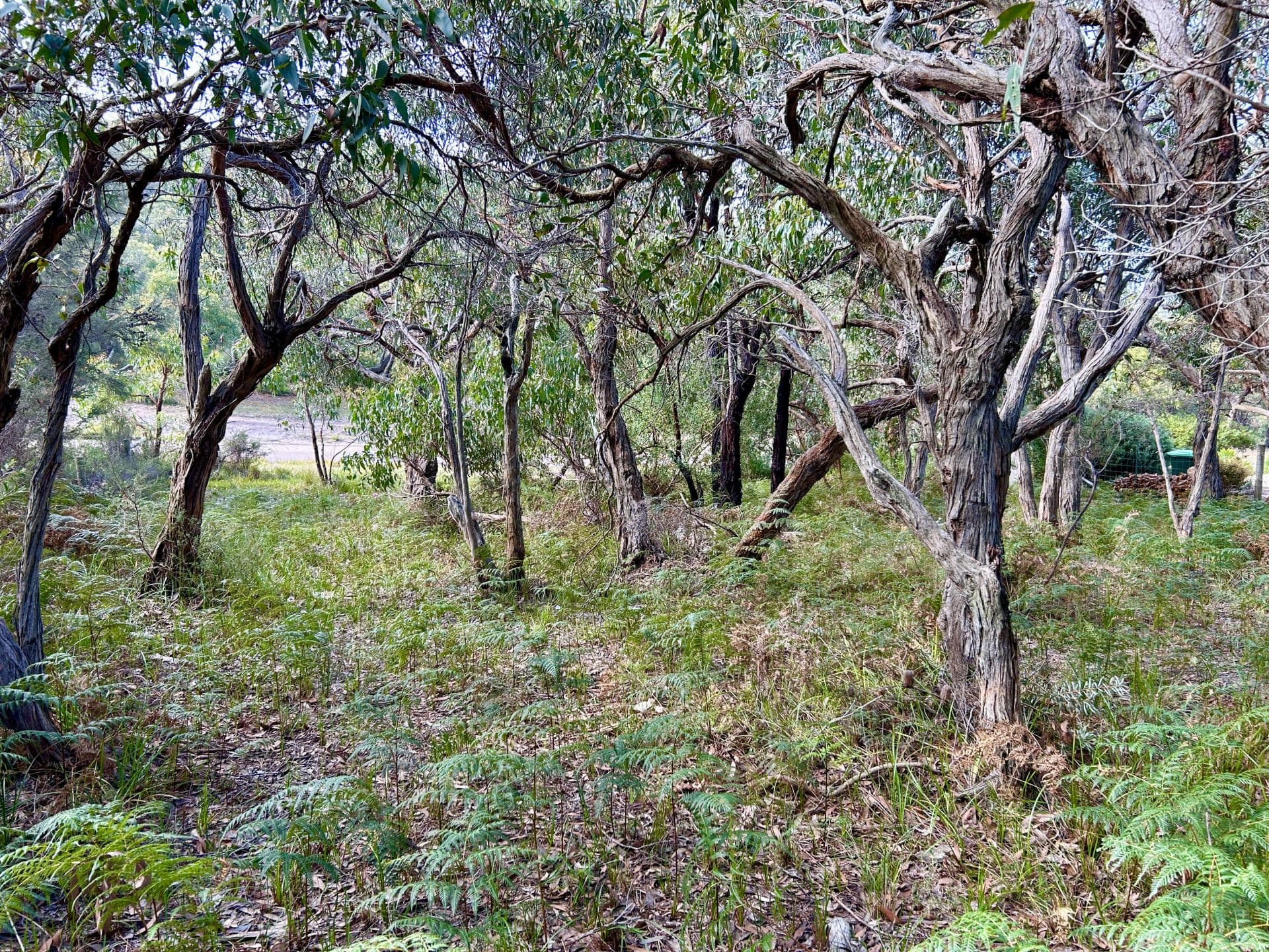 43 Forest Drive, Fairhaven - Thumbnail 4