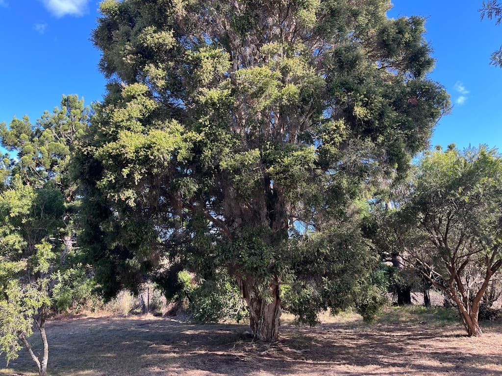 58 Spring Creek Road, Killarney, QLD, 4373, Killarney - Thumbnail 5